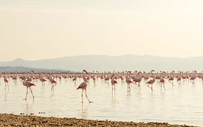 Pink flamingos flock at Larnaca Salt Lake, a stunning natural wonder near Cyprus's airport and beautiful beaches