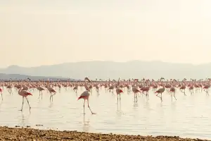 Pink flamingos flock at Larnaca Salt Lake, a stunning natural wonder near Cyprus's airport and beautiful beaches